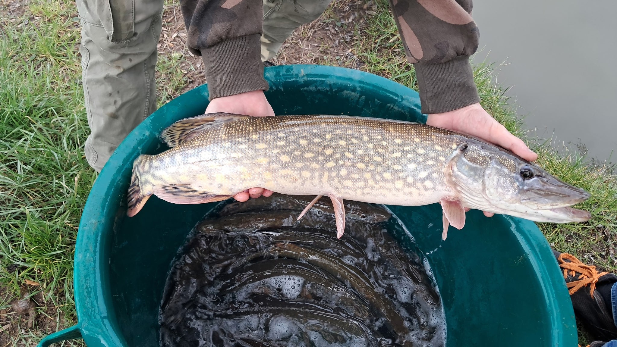 Empoissonnement 2026